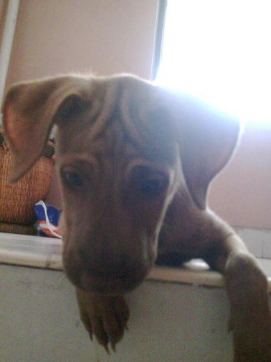 Ron con 3 meses Ron con 3 meses
